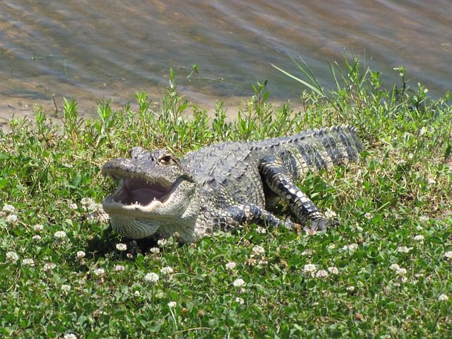 alligator with mouth open