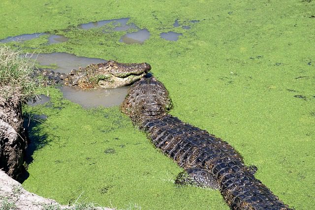 alligators in algae
