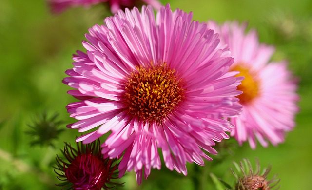 aster wildflower