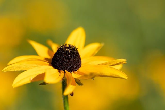 black eyed susan flower