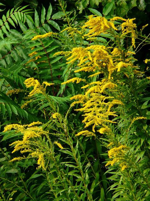 canadian goldenrod