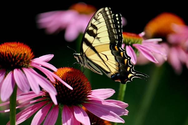 wildflowers with butterfly