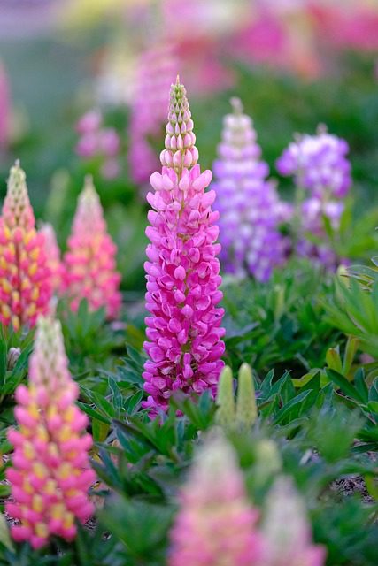lupine wildflower