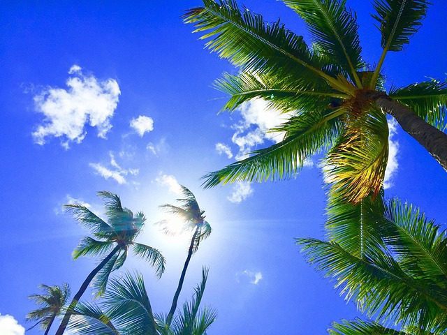 palm trees on polynesian island