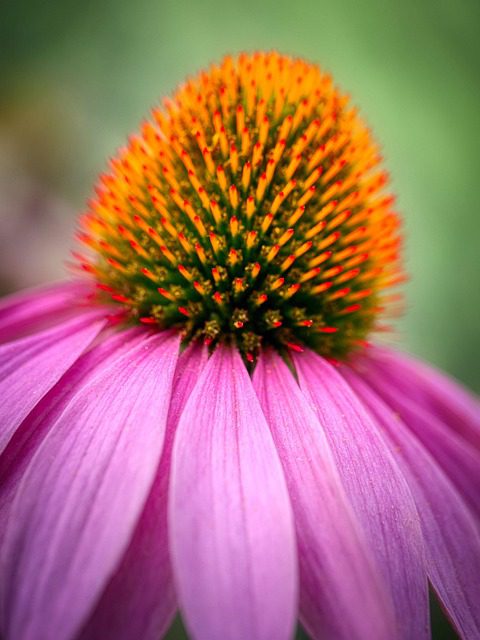 purple coneflower