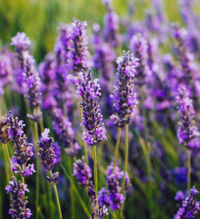 wild lavendar
