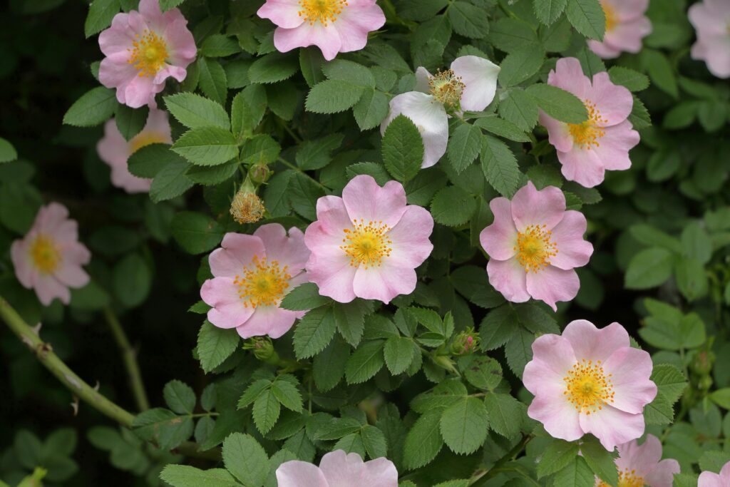 wild roses wildflowers pink