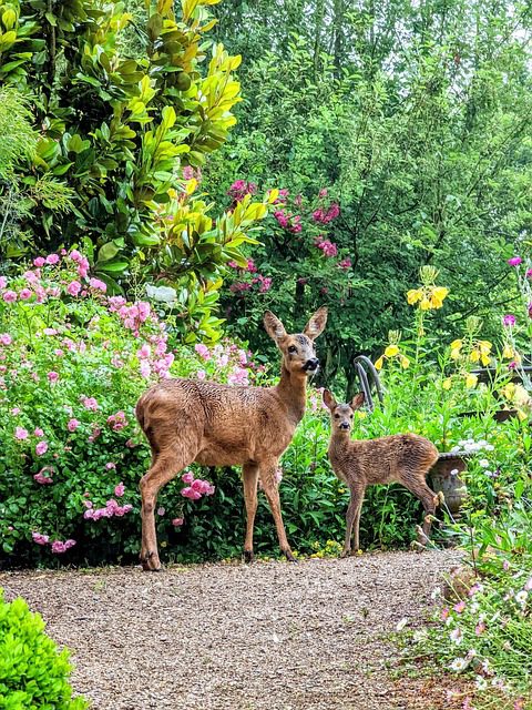 deer in flower garden