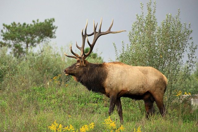 elk standing in field