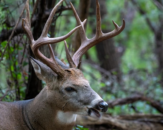 whitetail buck chewing