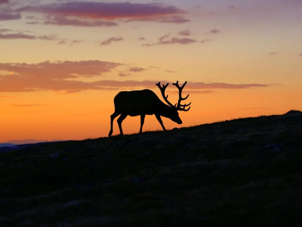 elk at dusk