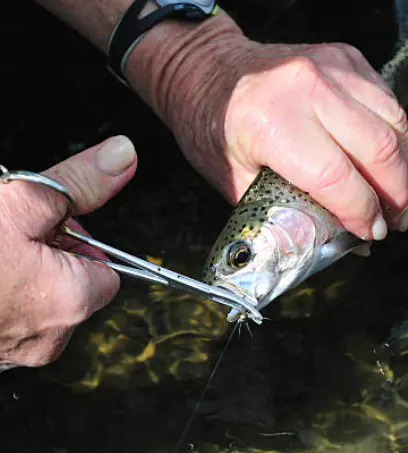 hemostats and trout