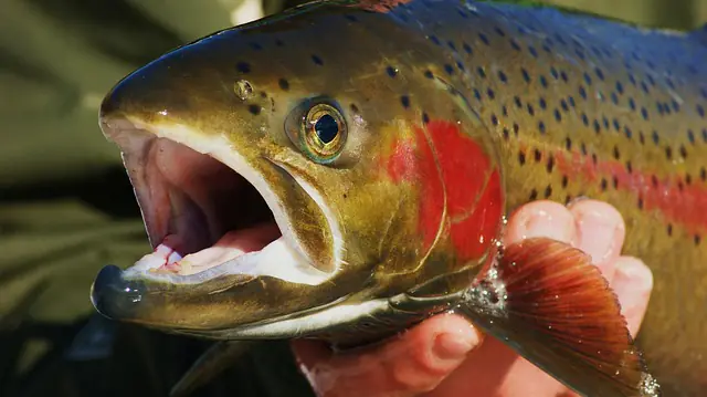 holding cutthroat trout