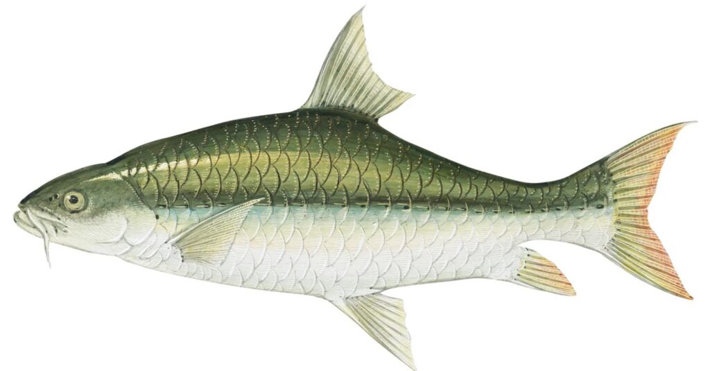 mahseer