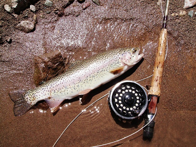 rainbow trout and fly fishing rod