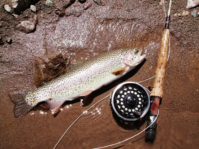 rainbow trout and fly fishing rod