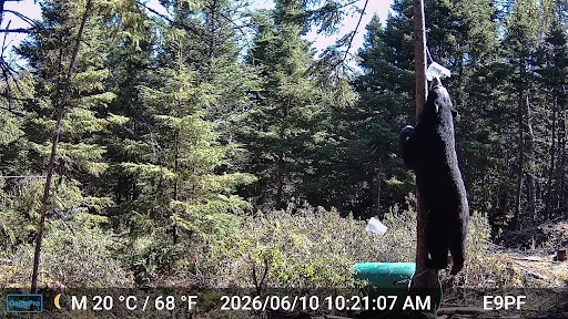 bear trail camera pic
