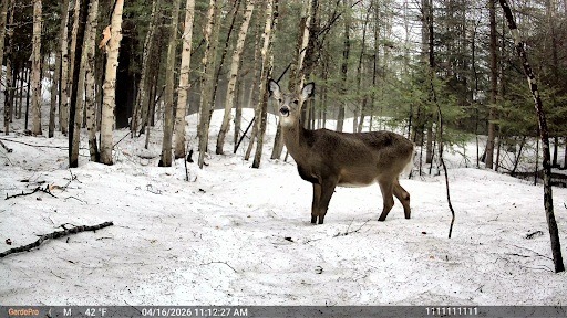 doe in snow trailcam pic