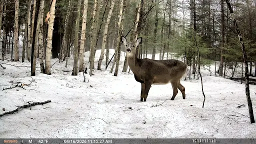 doe in snow trailcam pic