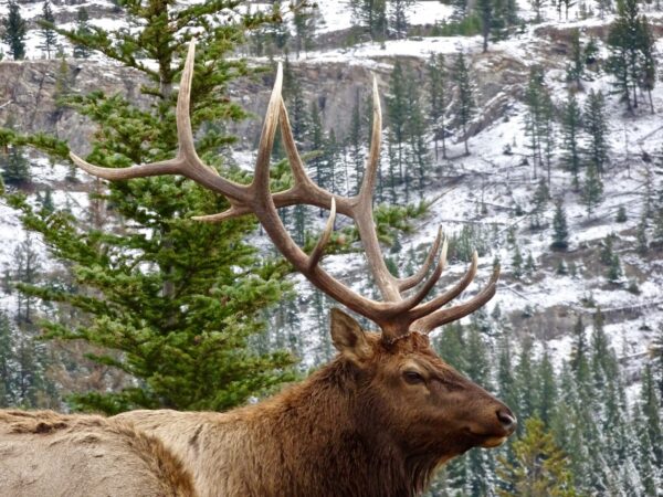 elk with snowy mountainside in background