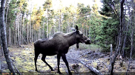 moose trail cam pic