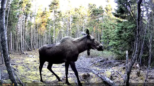 moose trail cam pic