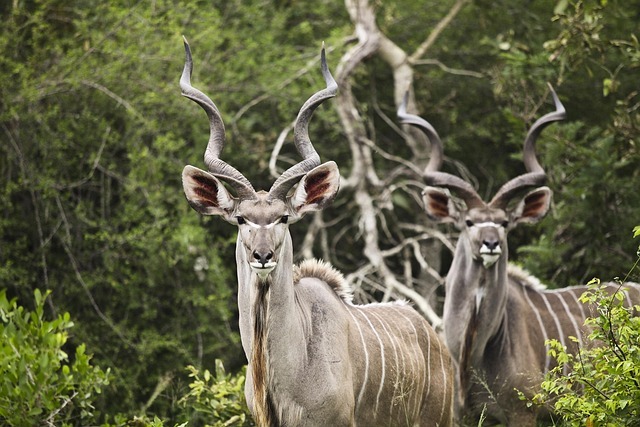 Kudu in Africa