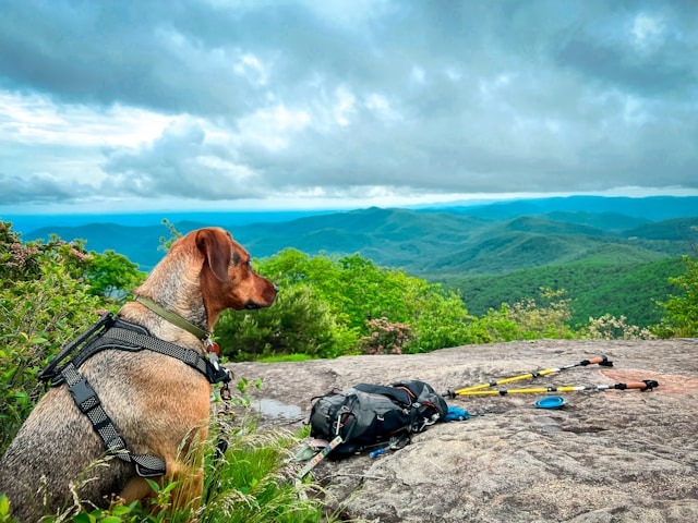 dog on blood mountain on appalachian trail