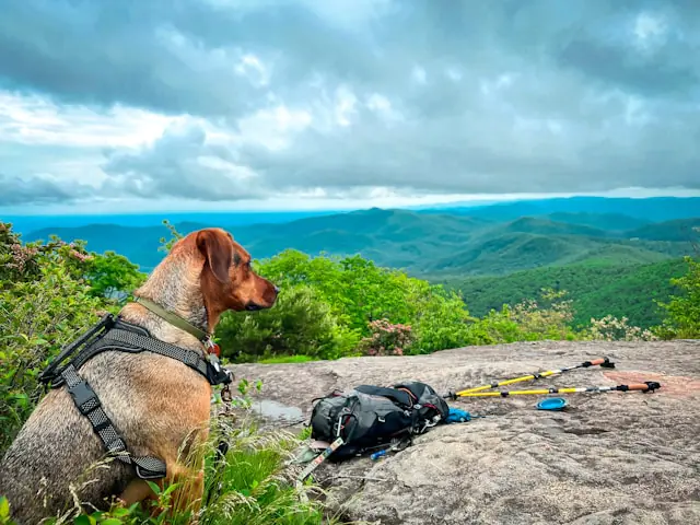 dog on blood mountain on appalachian trail