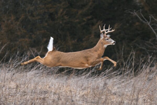 whitetail deer running