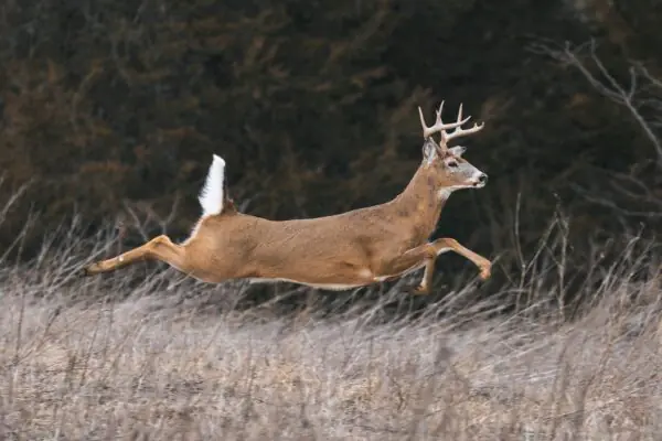 whitetail deer running