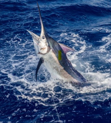 blue marlin offshore fishing