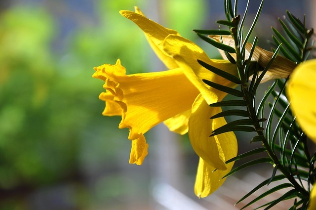daffodil in an arrangement
