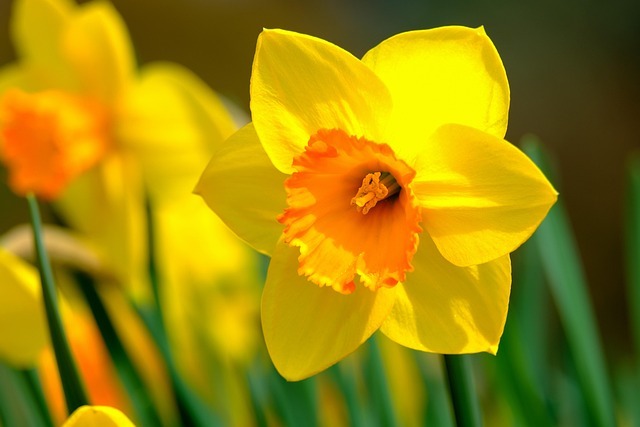 daffodils in field