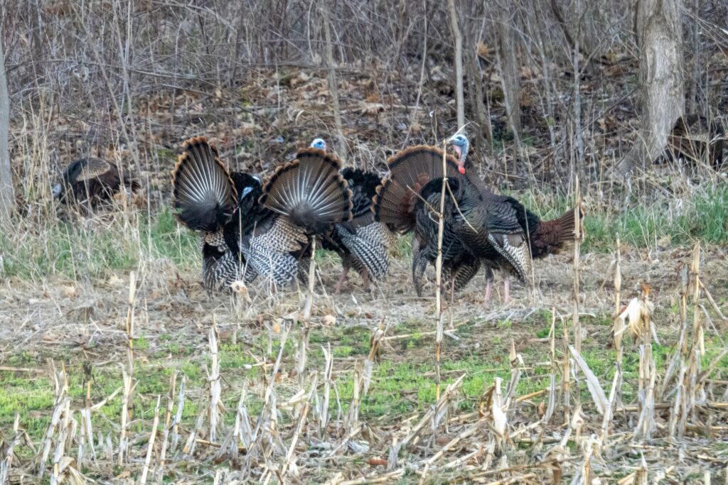 fall turkeys