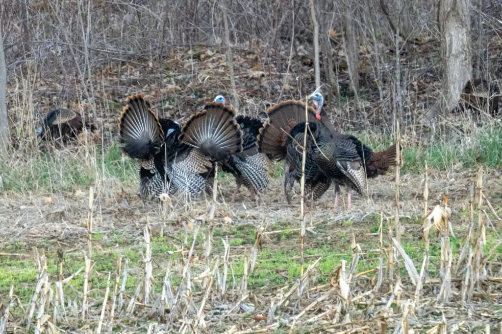 fall turkeys