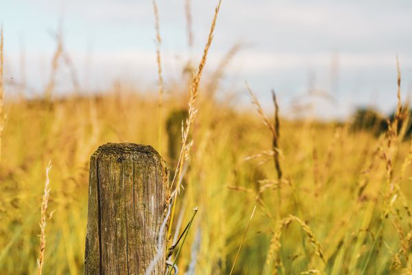 fence posts on edge of field