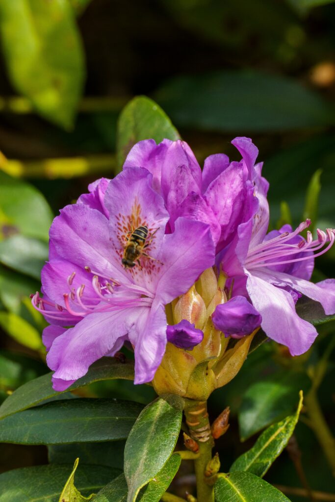 himalayan honey bee on flower