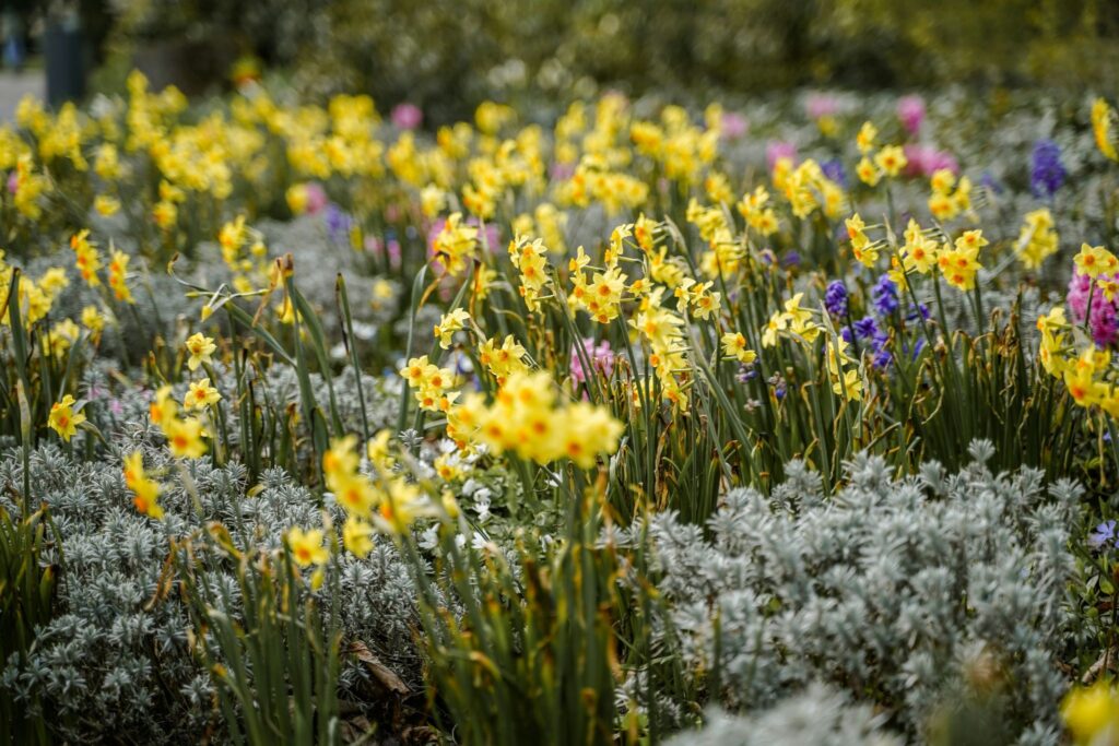 daffodils in field