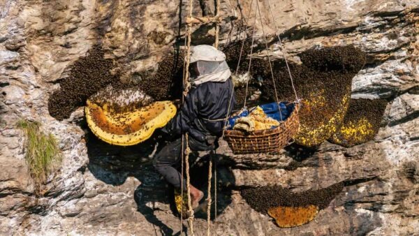 mad honey hunter harvesting hive on cliff