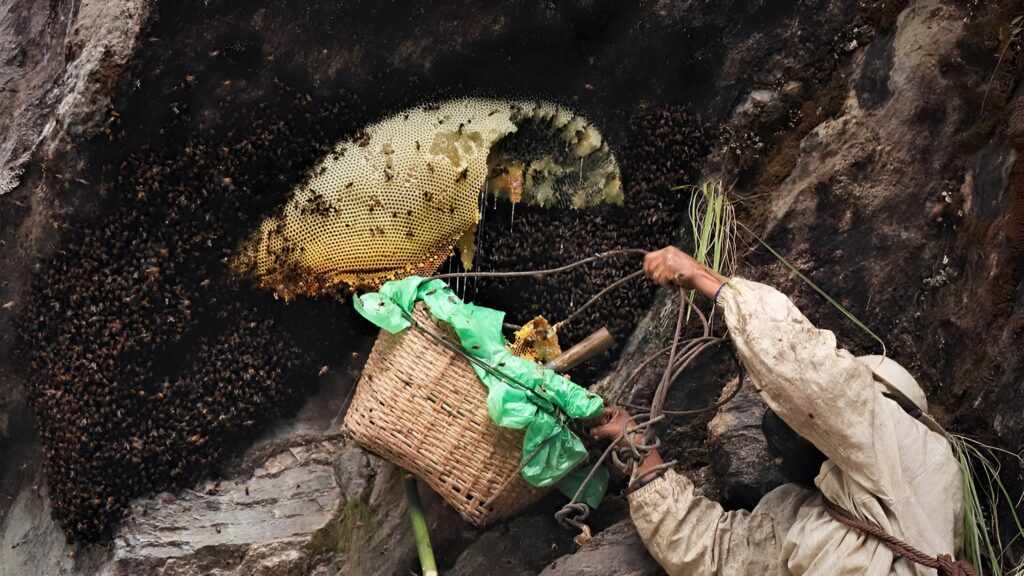 mad honey hunter with hive