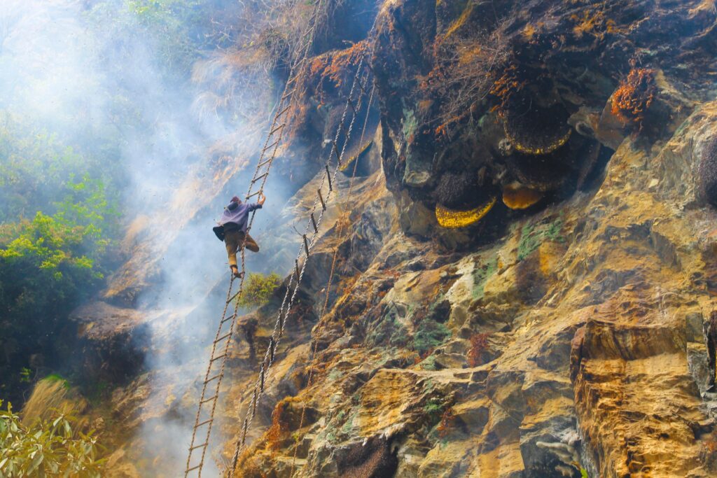 man approaching mad honey hive on cliff on a ladder