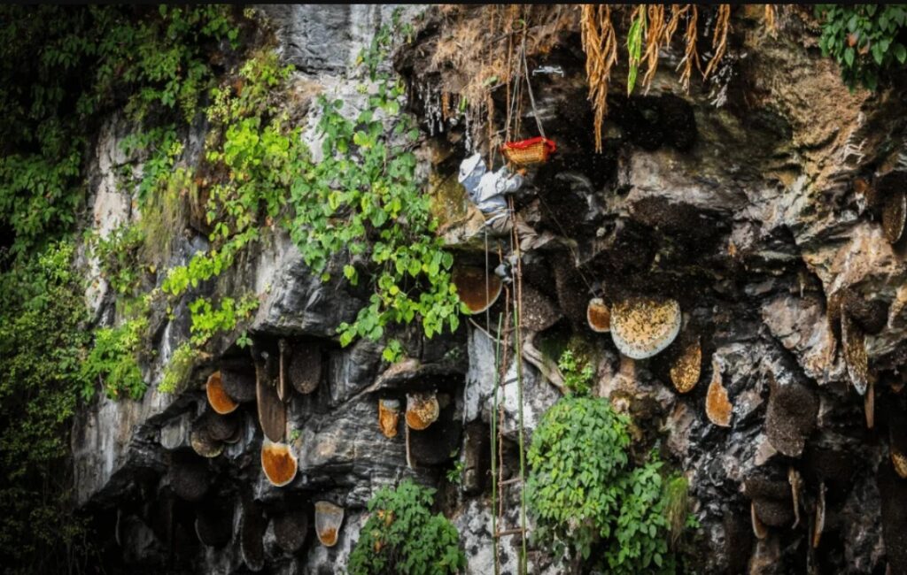 man holding basket of mad honey on cliff