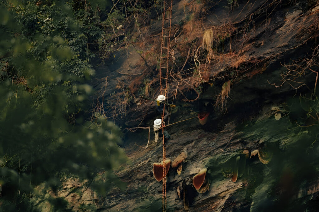 men on bamboo ladder harvesting mad honey with long net