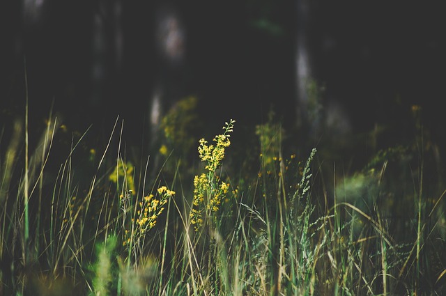 raw land field