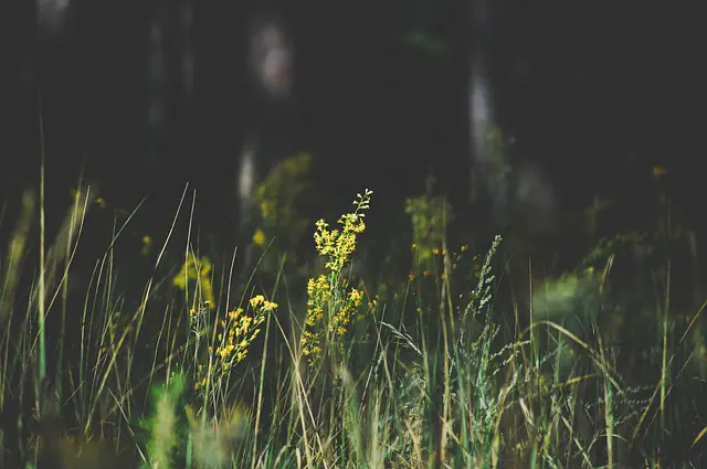raw land field