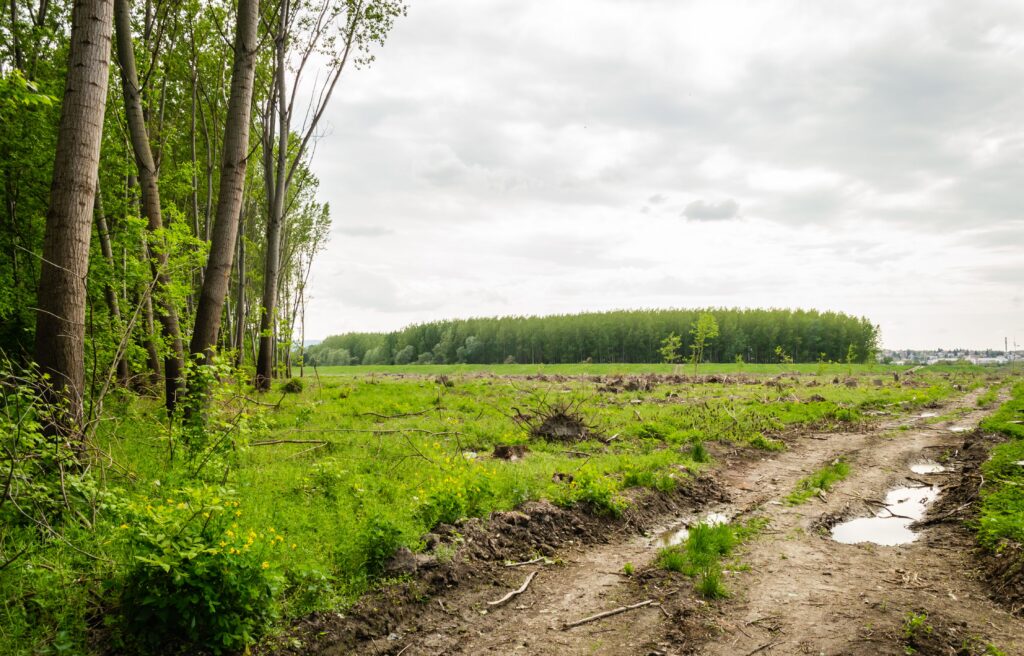 raw land to be improved