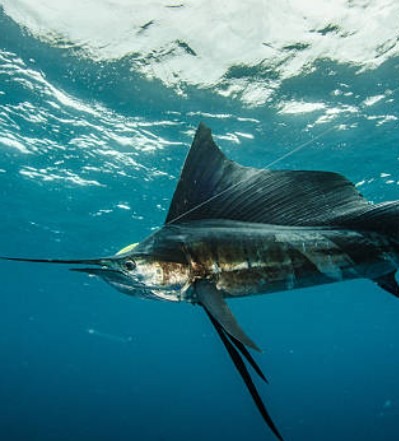 sailfish offshore fishing