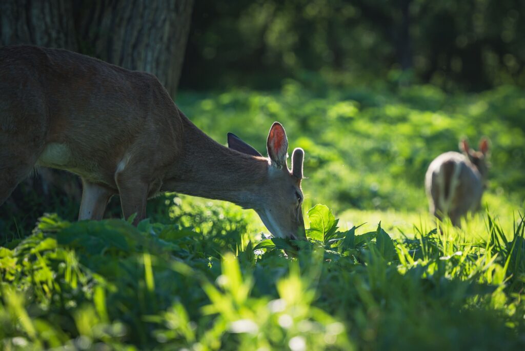 two deer in food plot