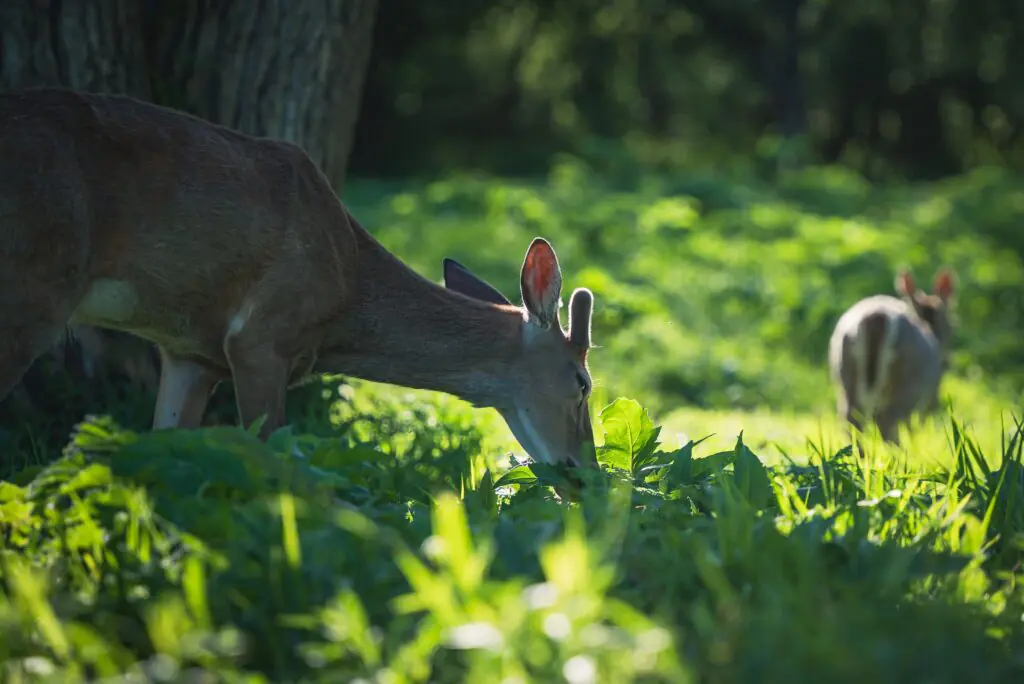 two deer in food plot